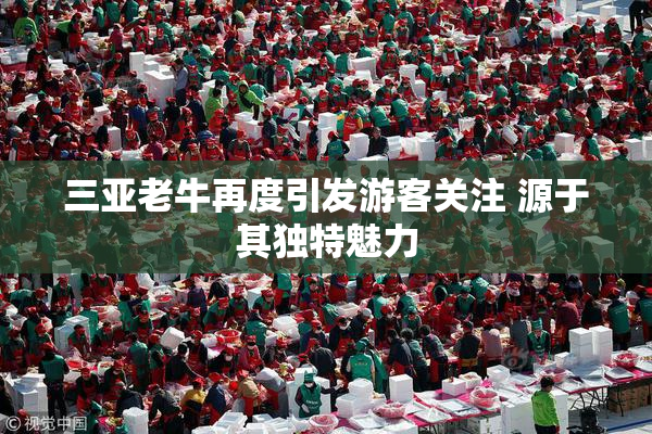 三亚老牛再度引发游客关注 源于其独特魅力