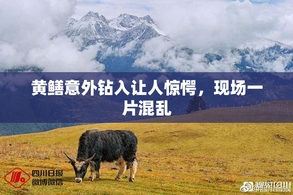 黄鳝意外钻入让人惊愕，现场一片混乱