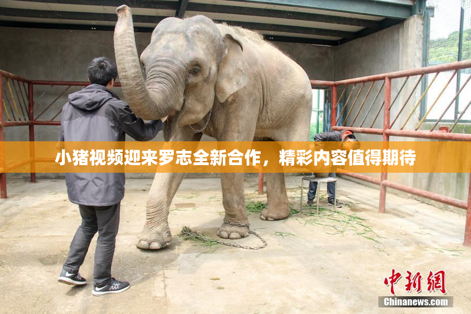 小猪视频迎来罗志全新合作，精彩内容值得期待