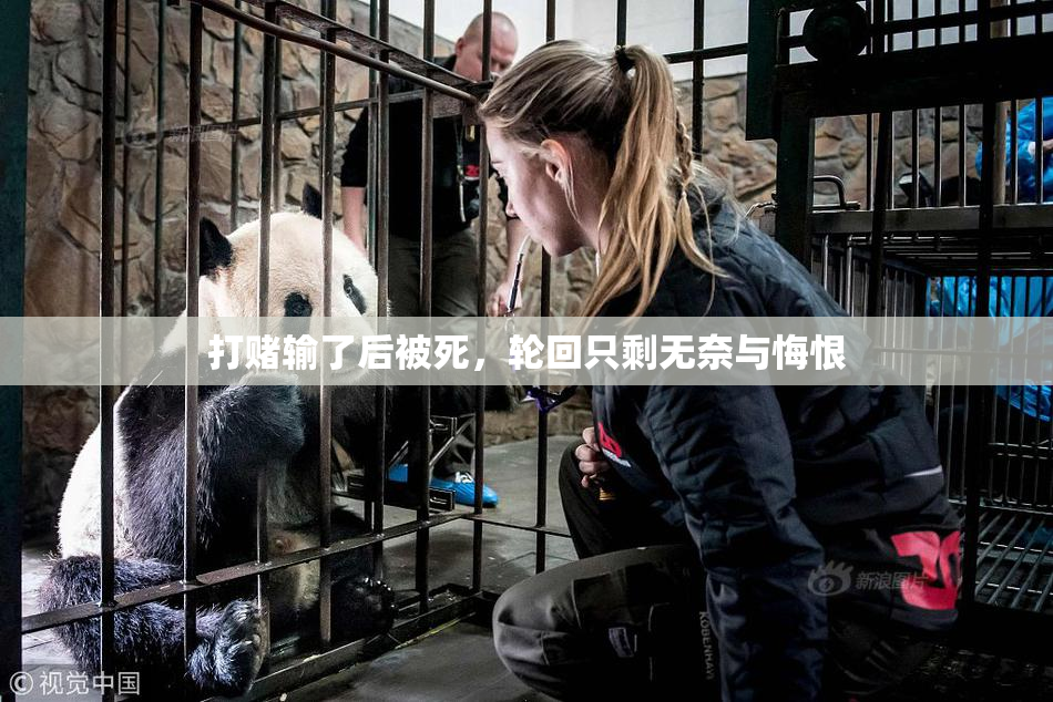 打赌输了后被死，轮回只剩无奈与悔恨