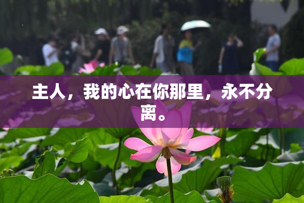 主人，我的心在你那里，永不分离。
