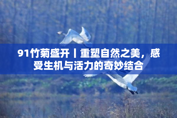 91竹菊盛开丨重塑自然之美，感受生机与活力的奇妙结合