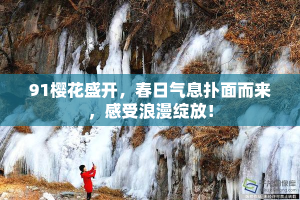91樱花盛开，春日气息扑面而来，感受浪漫绽放！