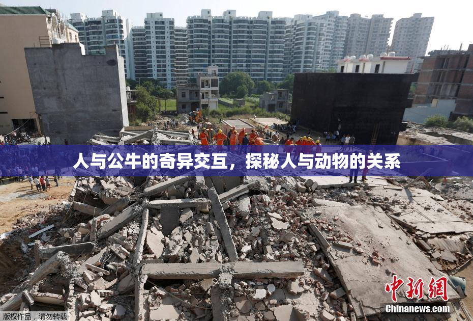 人与公牛的奇异交互，探秘人与动物的关系