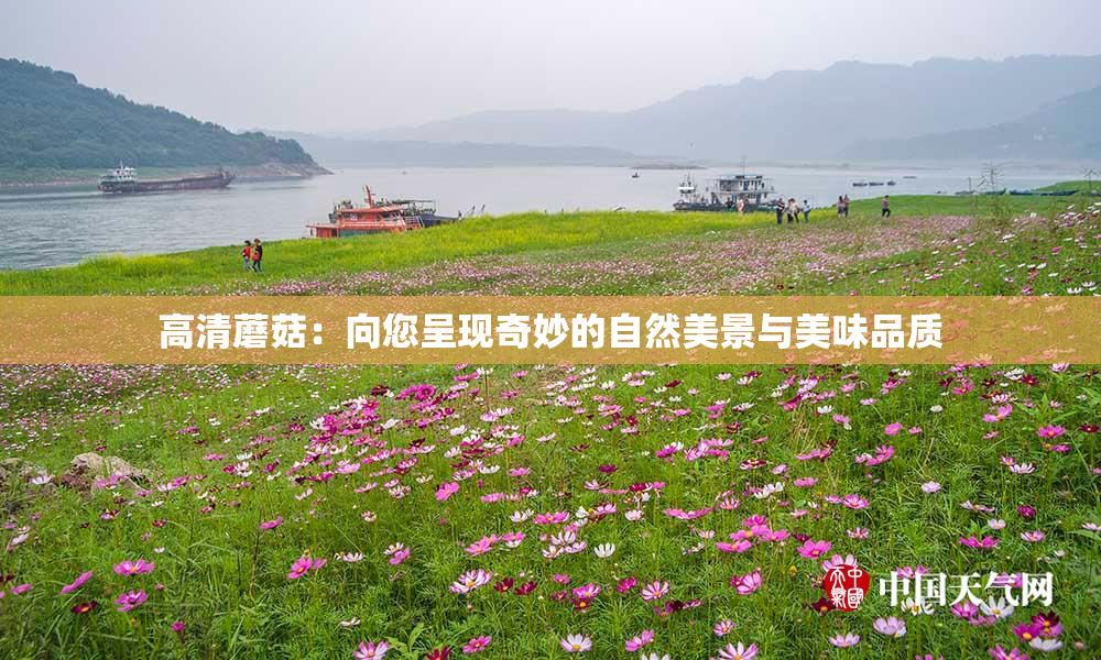 高清蘑菇：向您呈现奇妙的自然美景与美味品质