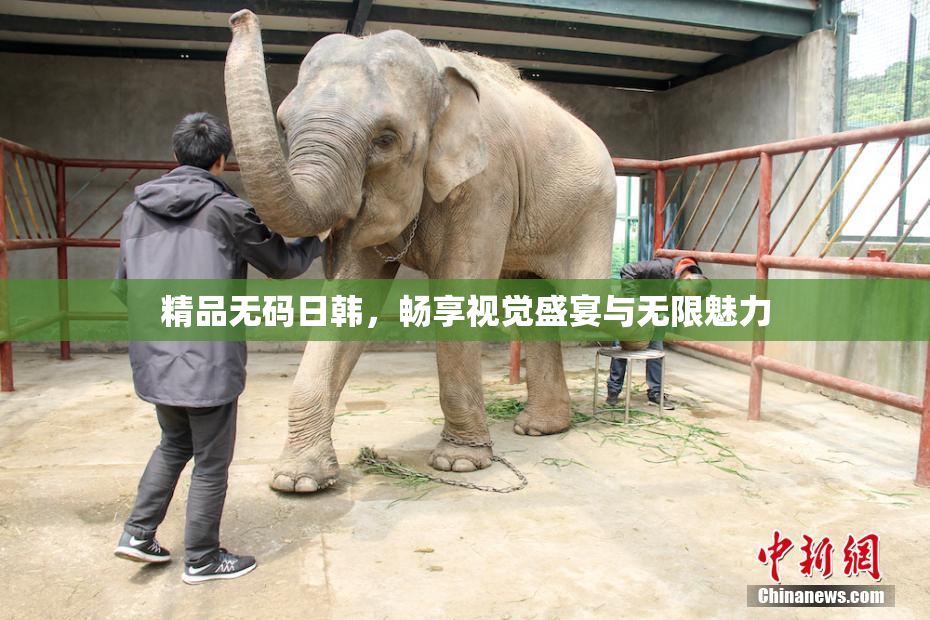 精品无码日韩，畅享视觉盛宴与无限魅力