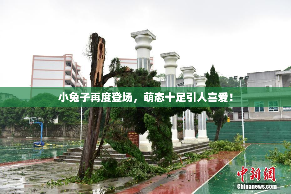小兔子再度登场，萌态十足引人喜爱！