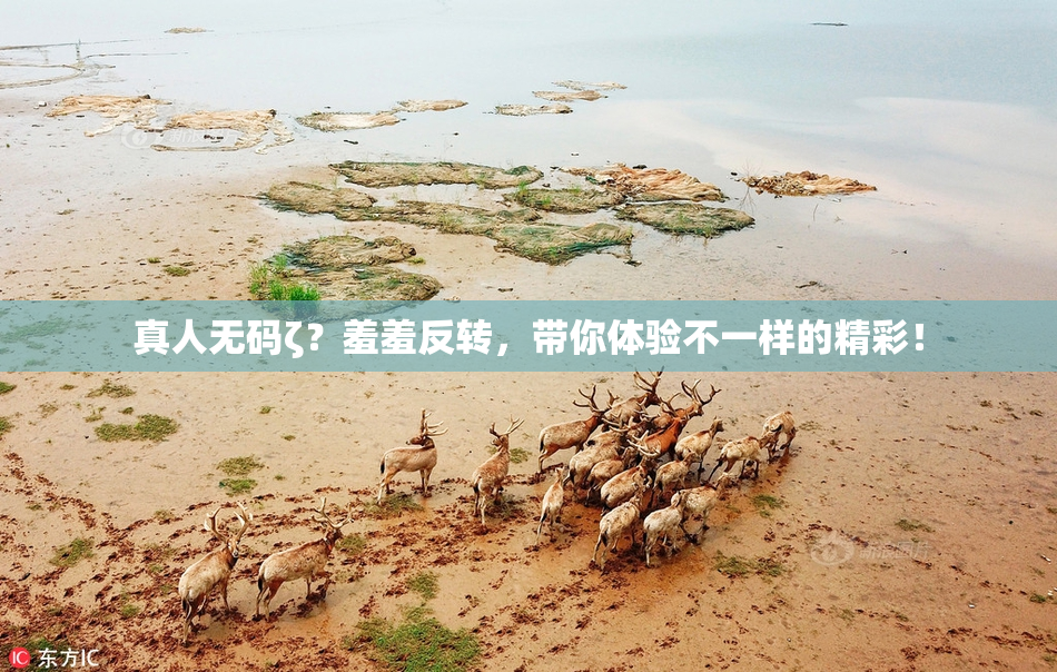 真人无码ζ？羞羞反转，带你体验不一样的精彩！