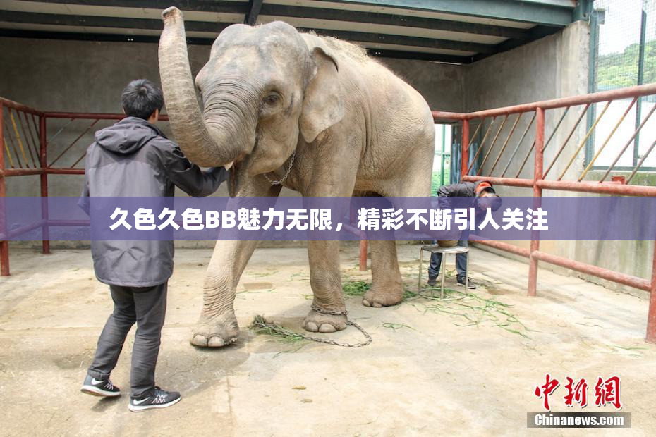 久色久色BB魅力无限，精彩不断引人关注