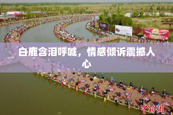 白鹿含泪呼喊，情感倾诉震撼人心