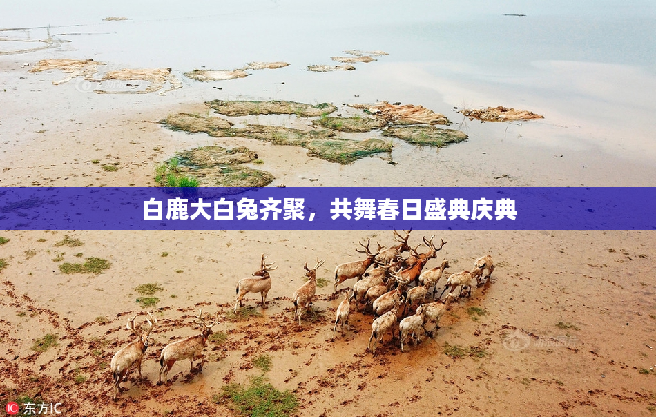 白鹿大白兔齐聚，共舞春日盛典庆典