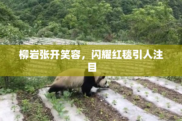 柳岩张开笑容，闪耀红毯引人注目