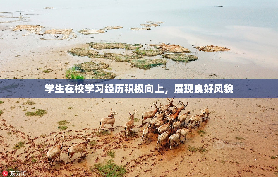学生在校学习经历积极向上，展现良好风貌