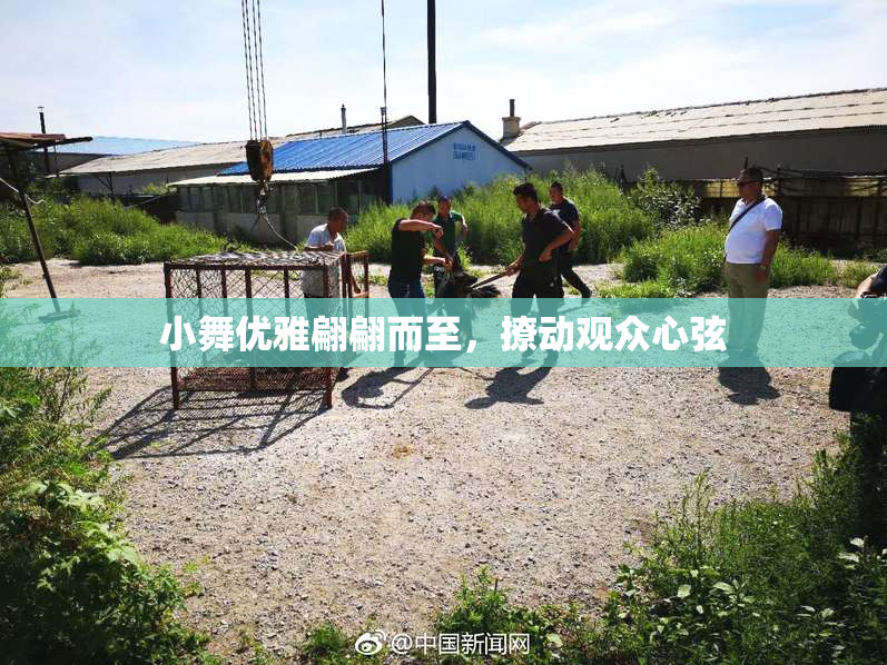 小舞优雅翩翩而至，撩动观众心弦