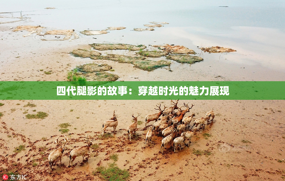 四代腿影的故事：穿越时光的魅力展现
