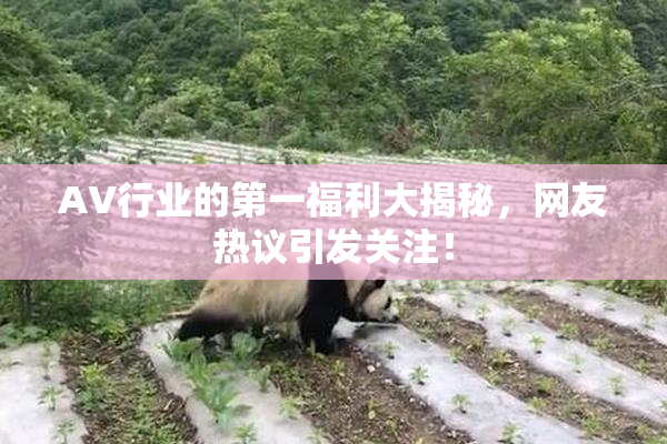 AV行业的第一福利大揭秘，网友热议引发关注！