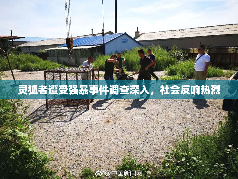 灵狐者遭受强暴事件调查深入，社会反响热烈
