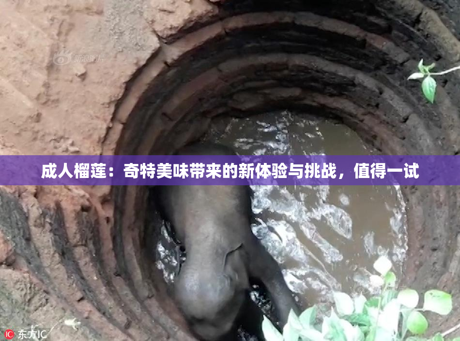 成人榴莲：奇特美味带来的新体验与挑战，值得一试