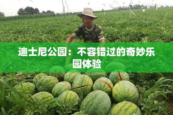 迪士尼公园：不容错过的奇妙乐园体验