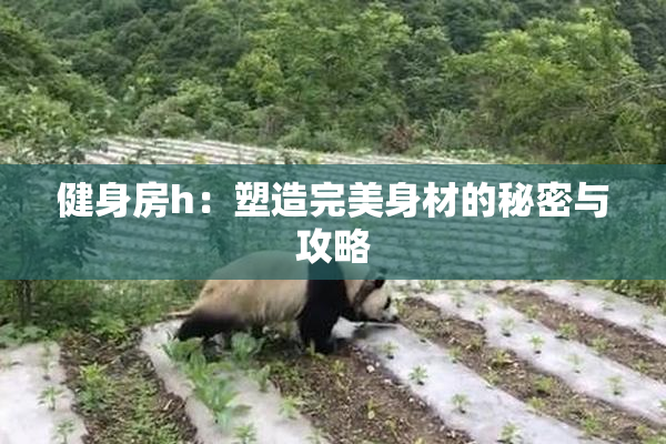 健身房h：塑造完美身材的秘密与攻略