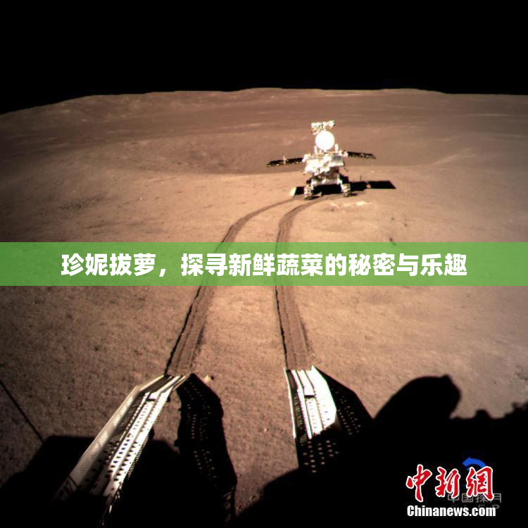 珍妮拔萝，探寻新鲜蔬菜的秘密与乐趣