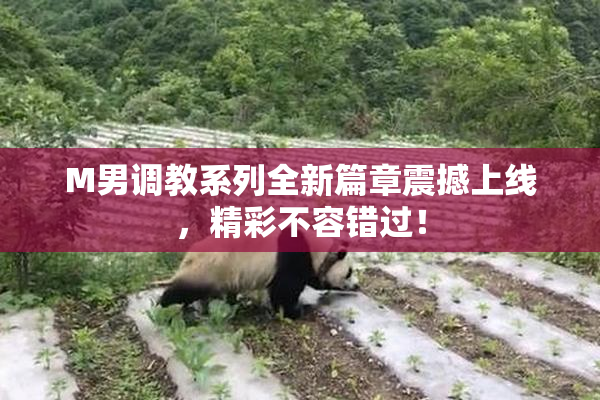 M男调教系列全新篇章震撼上线，精彩不容错过！