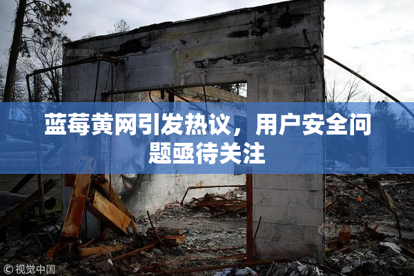 蓝莓黄网引发热议，用户安全问题亟待关注