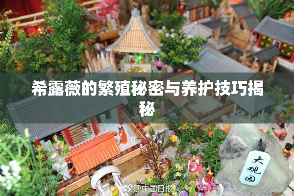 希露薇的繁殖秘密与养护技巧揭秘