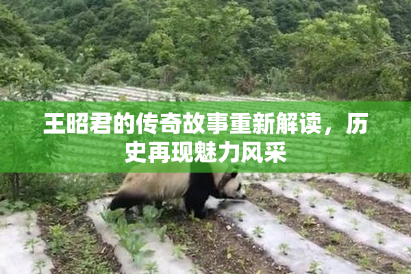 王昭君的传奇故事重新解读，历史再现魅力风采