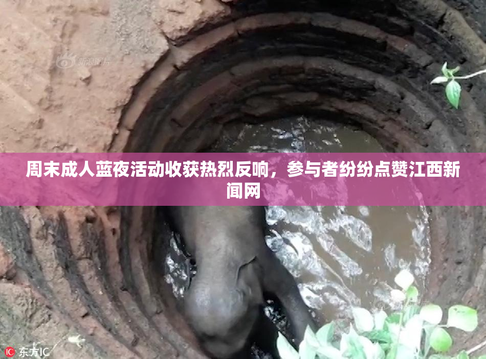 周末成人蓝夜活动收获热烈反响，参与者纷纷点赞江西新闻网