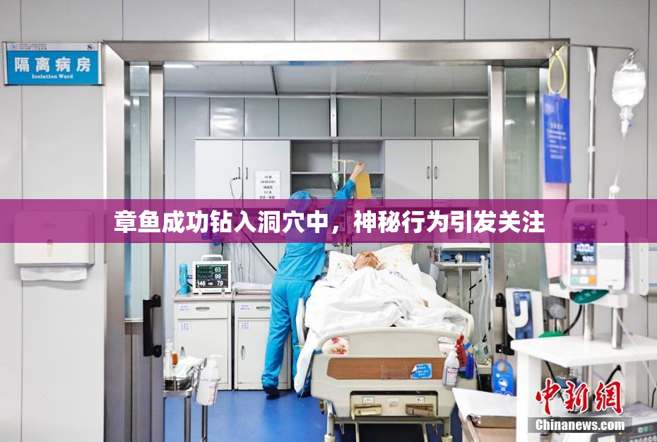 章鱼成功钻入洞穴中，神秘行为引发关注