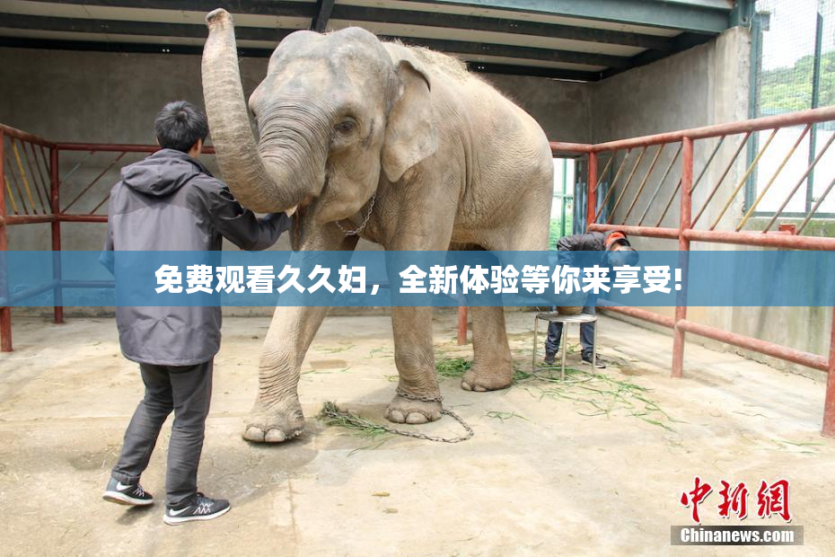 免费观看久久妇，全新体验等你来享受!