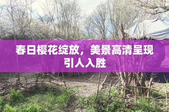 春日樱花绽放，美景高清呈现引人入胜