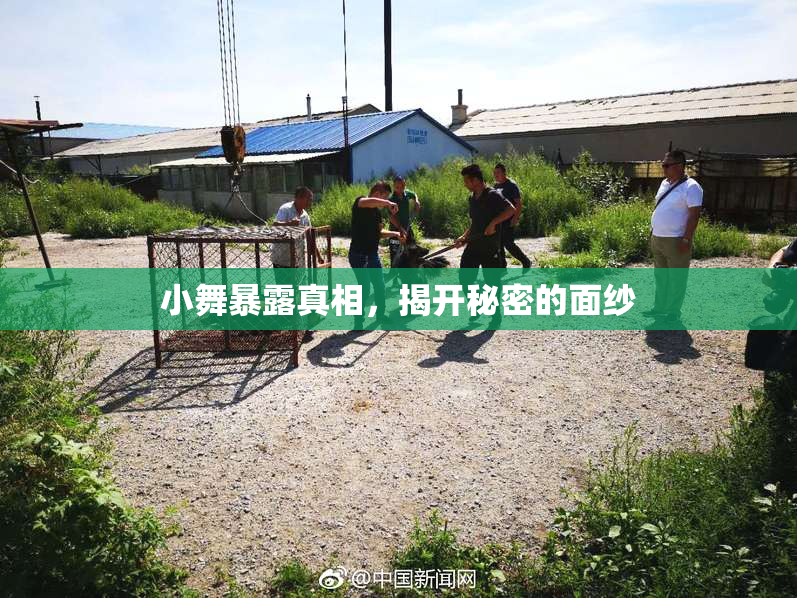 小舞暴露真相，揭开秘密的面纱