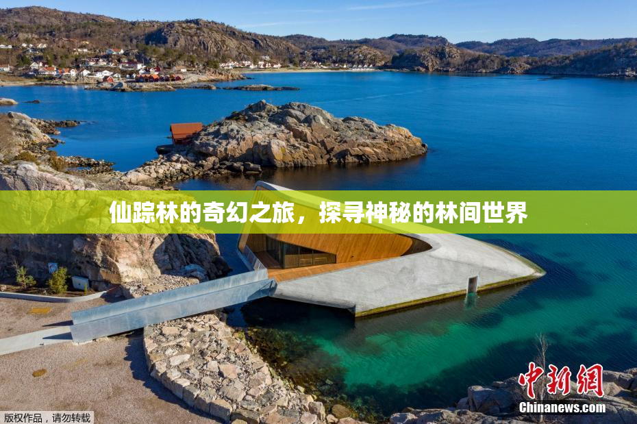 仙踪林的奇幻之旅，探寻神秘的林间世界