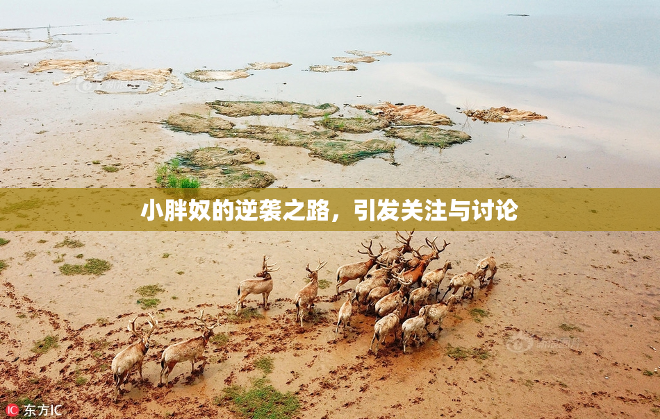 小胖奴的逆袭之路，引发关注与讨论
