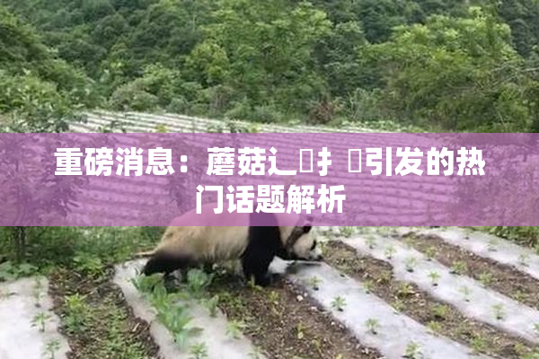重磅消息：蘑菇辶喿扌畐引发的热门话题解析
