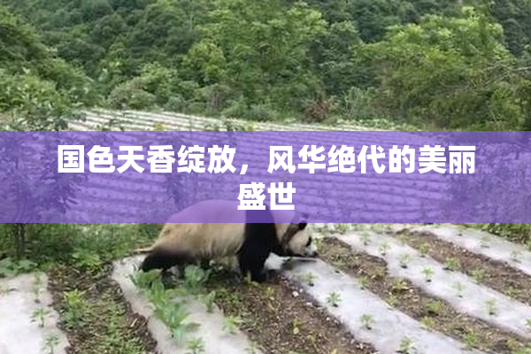 国色天香绽放，风华绝代的美丽盛世