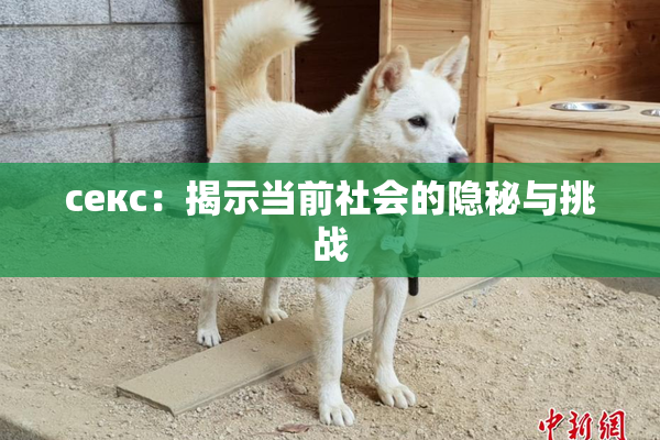 ceкс：揭示当前社会的隐秘与挑战
