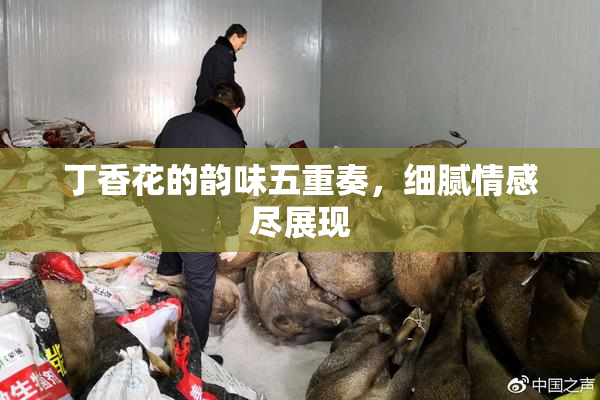 丁香花的韵味五重奏，细腻情感尽展现