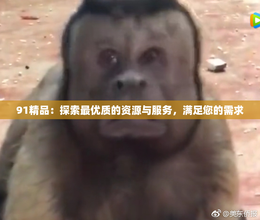 91精品：探索最优质的资源与服务，满足您的需求