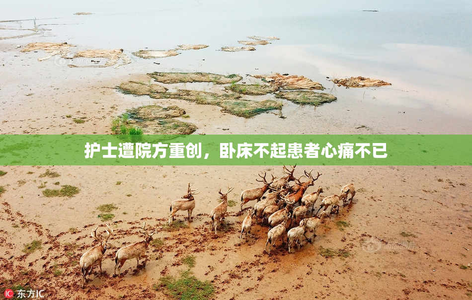 护士遭院方重创，卧床不起患者心痛不已