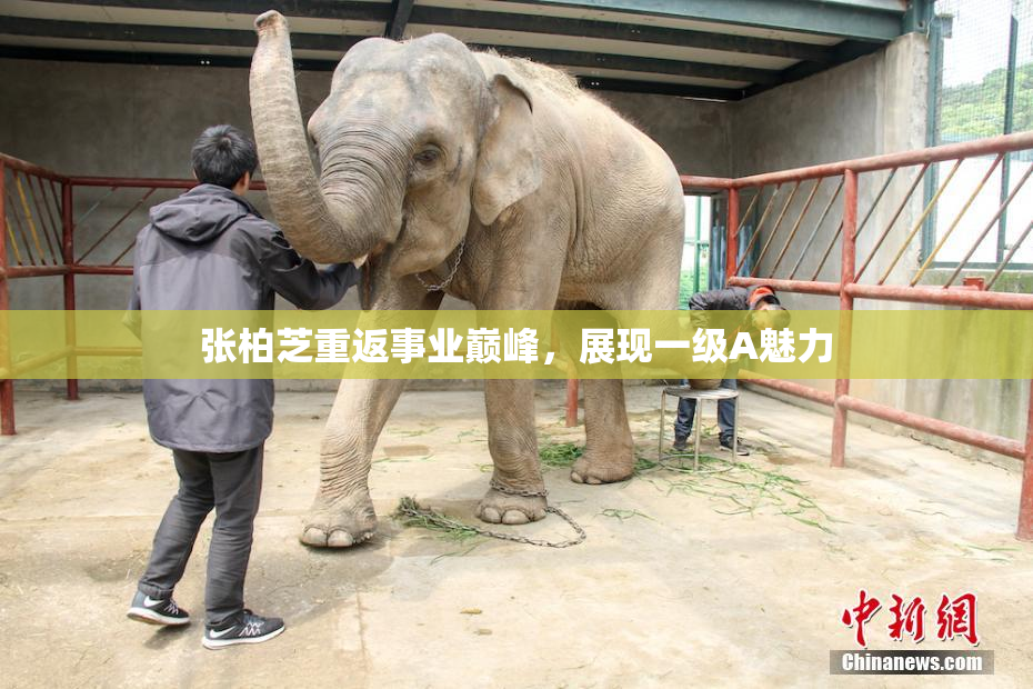 张柏芝重返事业巅峰，展现一级A魅力