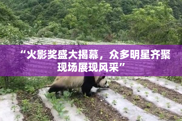 “火影奖盛大揭幕，众多明星齐聚现场展现风采”
