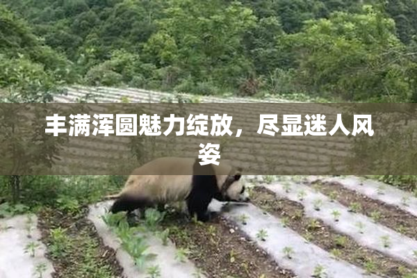 丰满浑圆魅力绽放，尽显迷人风姿