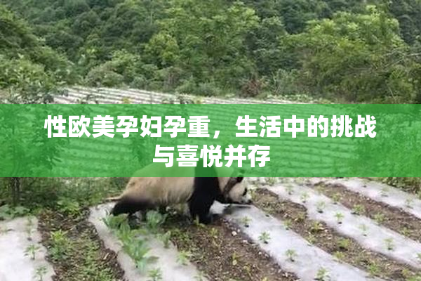 性欧美孕妇孕重，生活中的挑战与喜悦并存