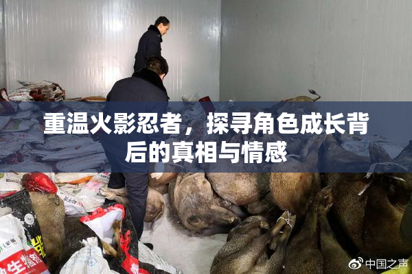 重温火影忍者，探寻角色成长背后的真相与情感
