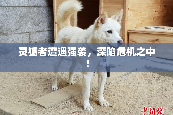 灵狐者遭遇强袭，深陷危机之中！