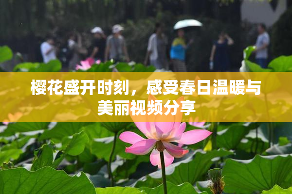 樱花盛开时刻，感受春日温暖与美丽视频分享