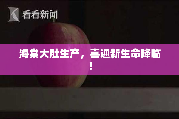 海棠大肚生产，喜迎新生命降临！